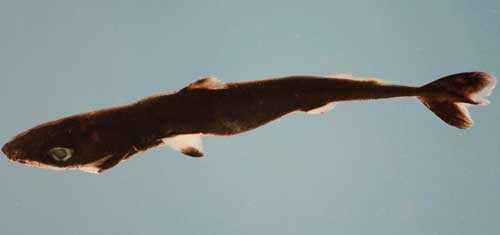 Какая акула самая маленькая в мире - список, характеристика и фото