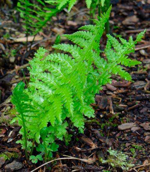 Редкие растения из Красной книги Забайкальского края — список, характеристика и фото