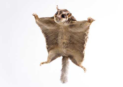 Млекопитающие, которые умеют летать или планировать - виды, фото и характеристика