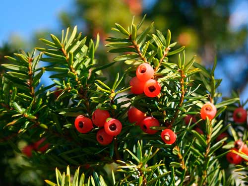 Редкие растения из Красной книги Приморского края — список, характеристика и фото