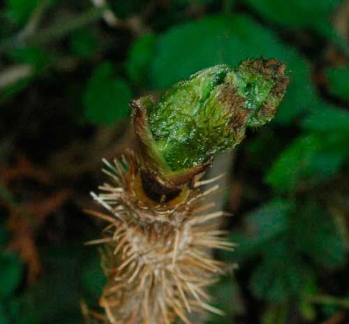 Редкие растения из Красной книги Приморского края — список, характеристика и фото