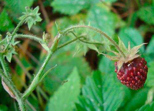 Растительный мир Свердловской области - список, характеристика и фото