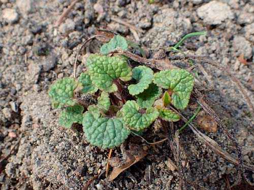 Редкие растения из Красной книги Красноярского края — список, характеристика и фото
