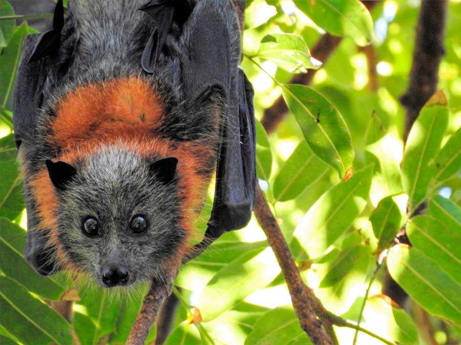 Летучая собака - характеристика и фото