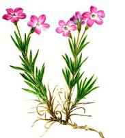 Редкие растения из Красной книги Красноярского края — список, характеристика и фото