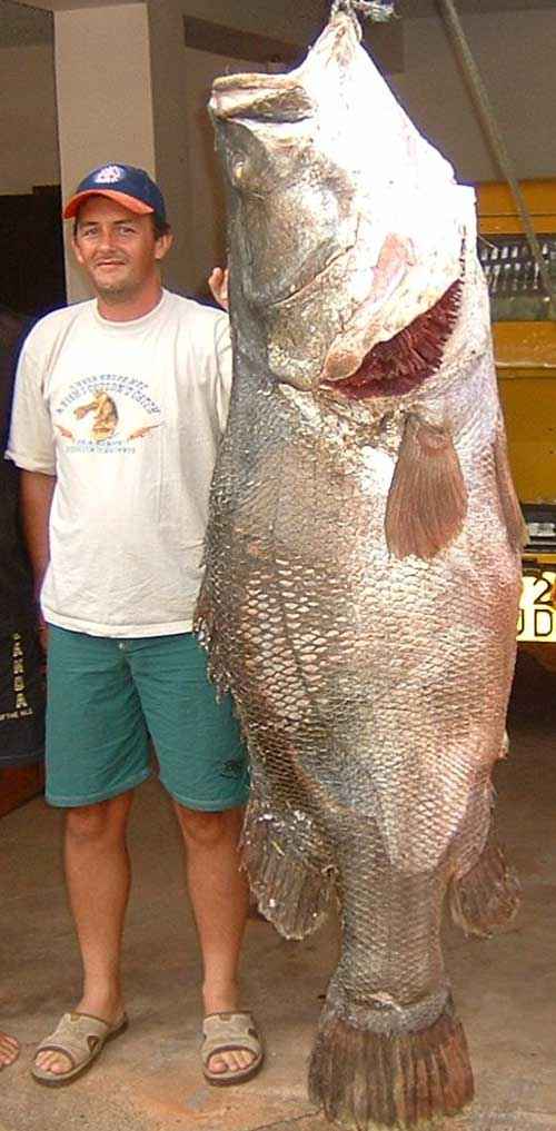 Какие виды пресноводных рыб крупнейшие в мире - список, характеристика и фото