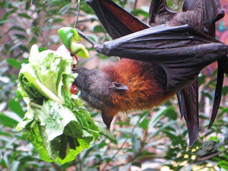 Летучая собака - характеристика и фото