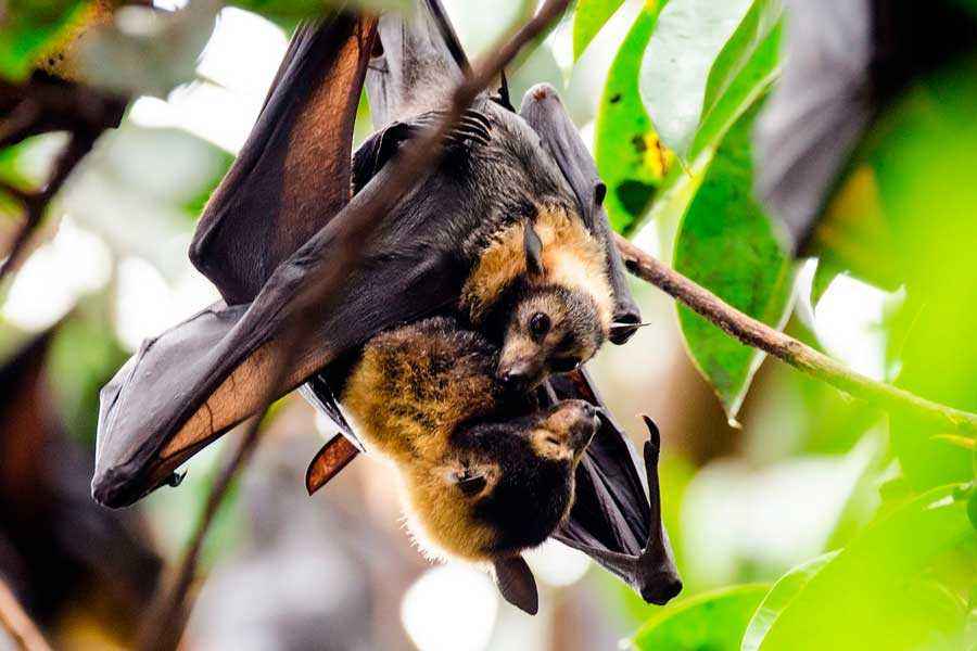 Летучая собака - характеристика и фото