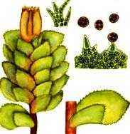 Редкие растения из Красной книги Забайкальского края — список, характеристика и фото