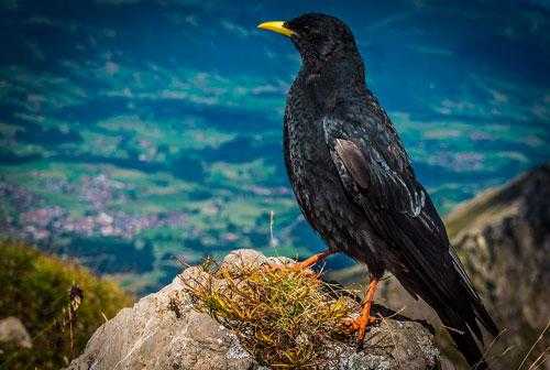 Какие виды птиц летают выше всех - список, характеристика и фото