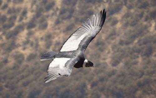 Какие виды птиц летают выше всех - список, характеристика и фото