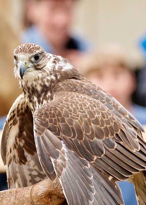 Редкие птицы из Красной книги России - список, характеристика и фото