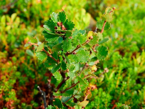 Растительный мир Московской области - список, характеристика и фото