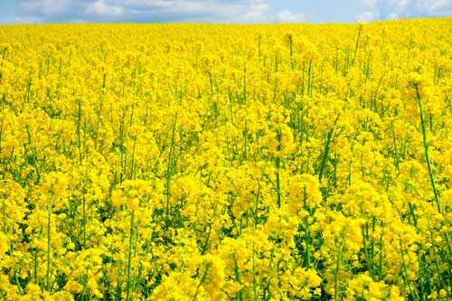 Возобновляемые источники энергии: примеры, характеристика и использование