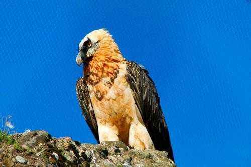 Какие виды птиц летают выше всех - список, характеристика и фото