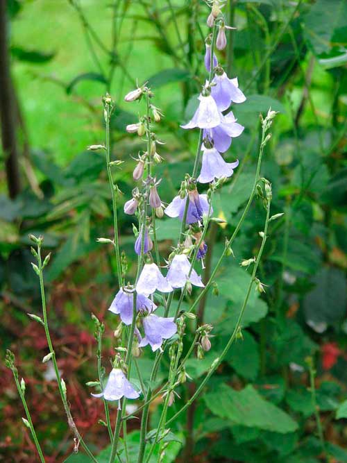 Растительный мир Московской области - список, характеристика и фото
