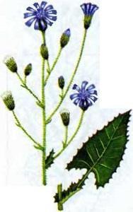 Растительный мир Урала - список, характеристика и фото