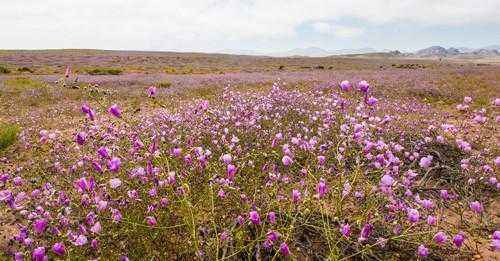 Примеры сезонных явлений живой и неживой природы