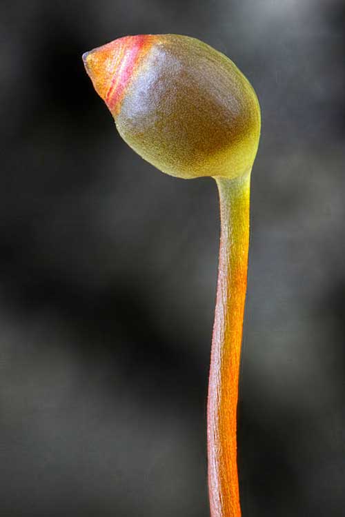 Редкие растения из Красной книги Хабаровского края — список, характеристика и фото