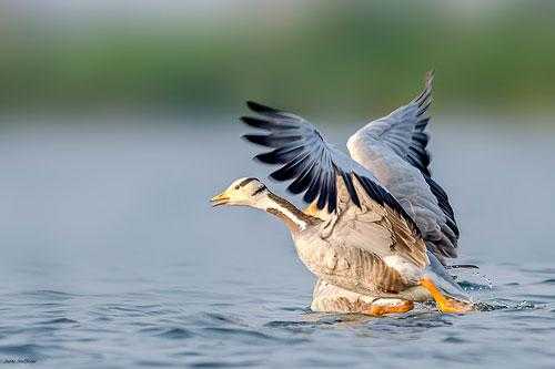 Какие виды птиц летают выше всех - список, характеристика и фото