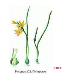 Растительный мир Урала - список, характеристика и фото