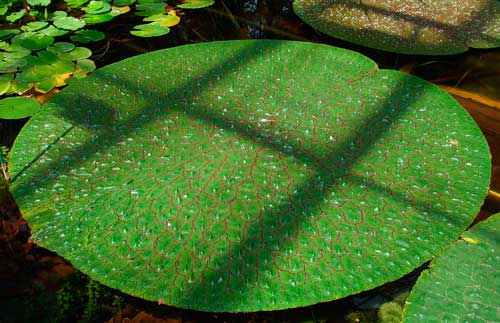 Редкие растения из Красной книги Хабаровского края — список, характеристика и фото