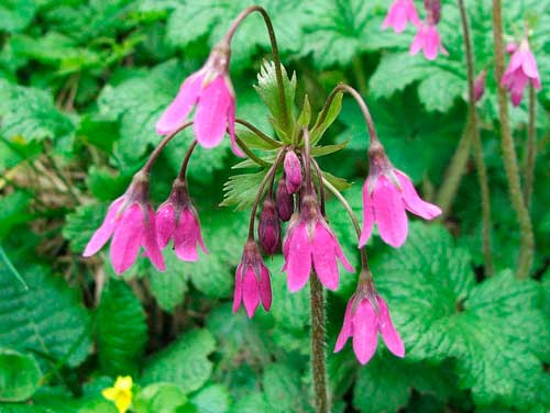 Растительный мир Московской области - список, характеристика и фото