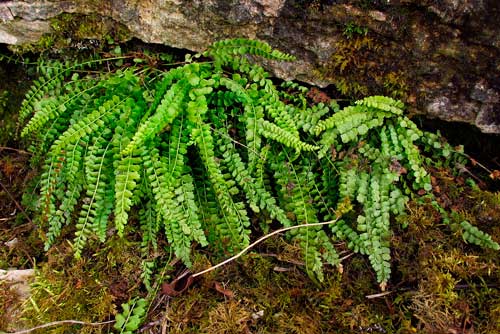 Редкие растения из Красной книги Хабаровского края — список, характеристика и фото