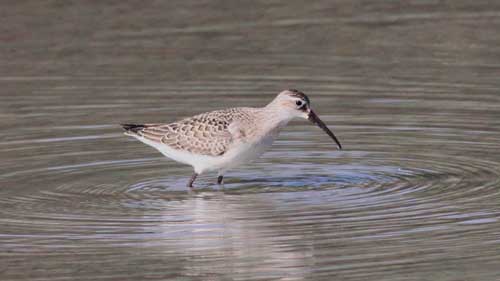 Редкие птицы из Красной книги России - список, характеристика и фото