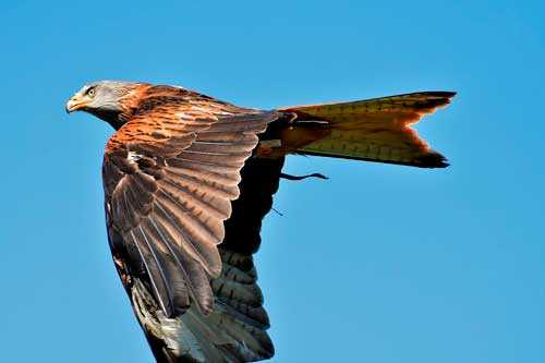 Редкие птицы из Красной книги России - список, характеристика и фото