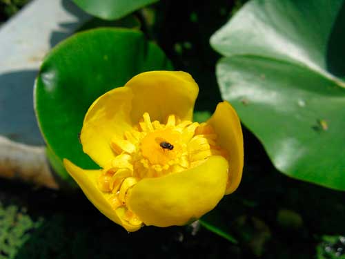 Растительный мир Урала - список, характеристика и фото