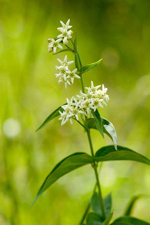 Растительный мир Московской области - список, характеристика и фото