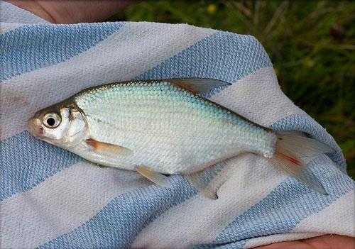 Какая рыба водится в  пресных водоемах России - список, характеристика и фото