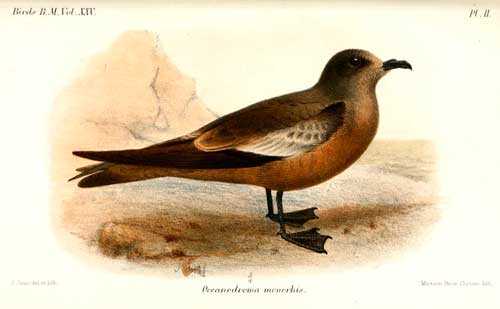 Редкие птицы из Красной книги России - список, характеристика и фото