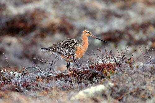 Какие виды птиц летают выше всех - список, характеристика и фото