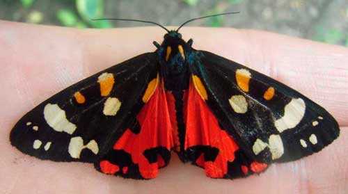 Животный мир Московской области - список, характеристика и фото