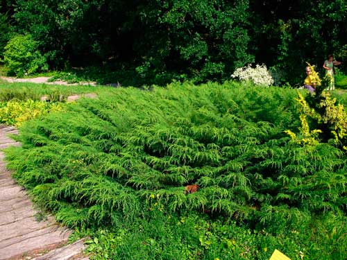 Редкие растения из Красной книги Хабаровского края — список, характеристика и фото