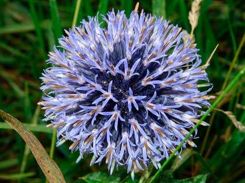 Растительный мир Московской области - список, характеристика и фото