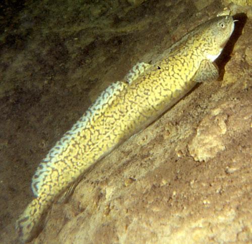 Какая рыба водится в  пресных водоемах России - список, характеристика и фото