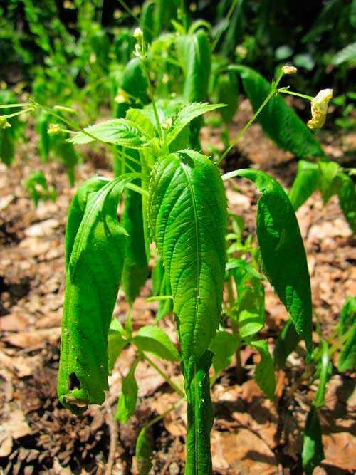 Растительный мир Московской области - список, характеристика и фото