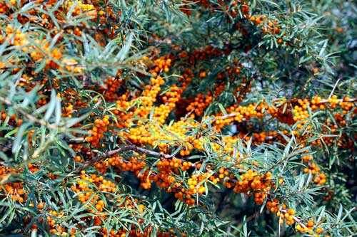 Растительный мир Московской области - список, характеристика и фото