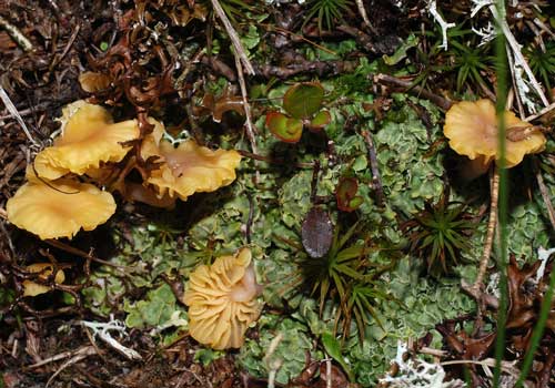 Редкие растения из Красной книги Хабаровского края — список, характеристика и фото