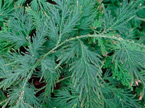 Редкие растения из Красной книги Хабаровского края — список, характеристика и фото