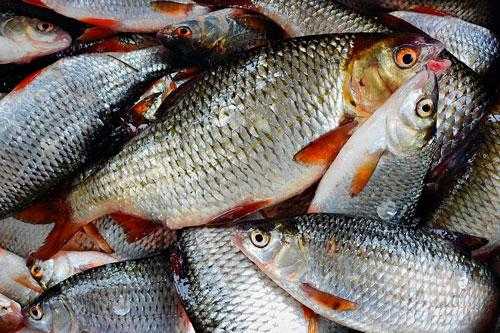 Какая рыба водится в  пресных водоемах России - список, характеристика и фото