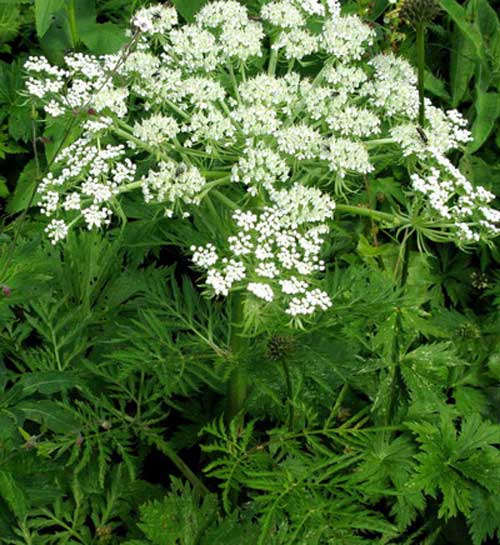 Растительный мир Урала - список, характеристика и фото