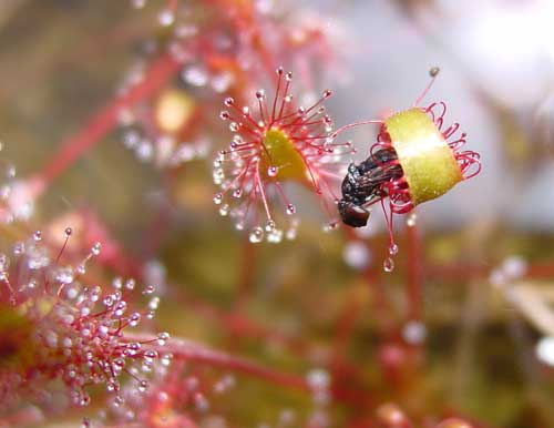 Растительный мир Московской области - список, характеристика и фото