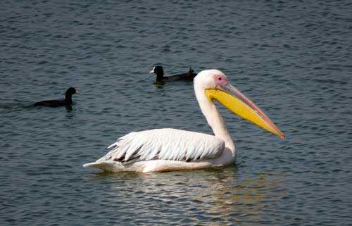 Редкие птицы из Красной книги России - список, характеристика и фото