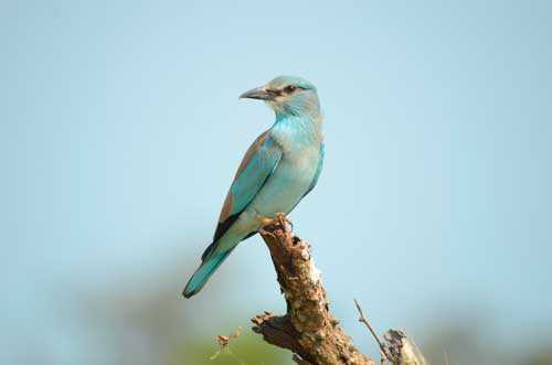 Редкие птицы из Красной книги России - список, характеристика и фото