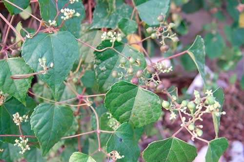 Редкие растения из Красной книги Хабаровского края — список, характеристика и фото