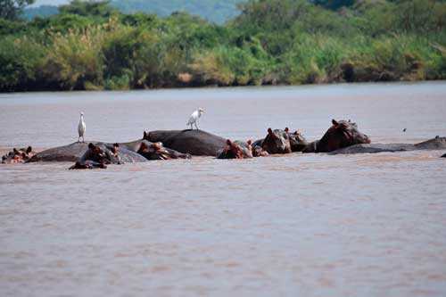 Реки, впадающие в Индийский океан - названия, фото и описание